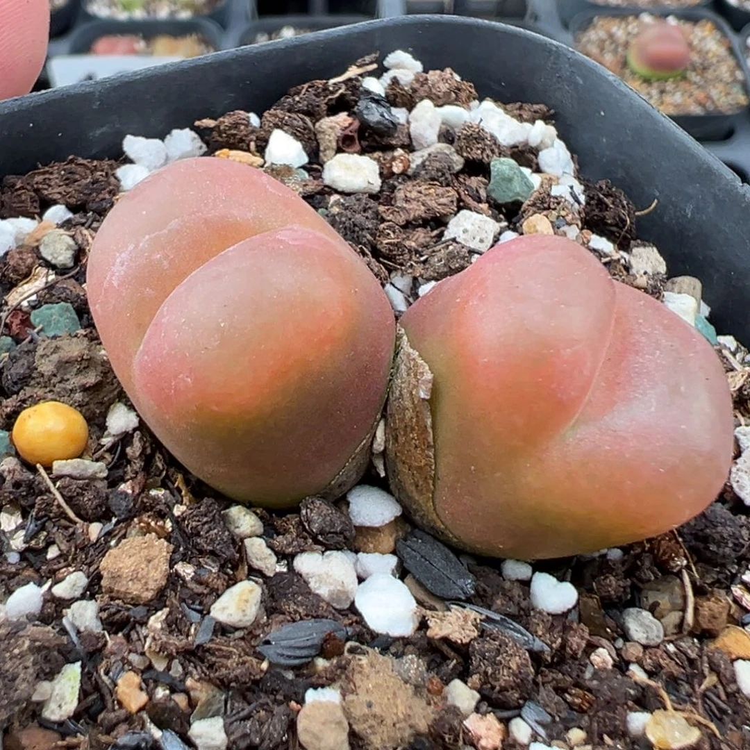 7.27好看的多肉脱土发货150