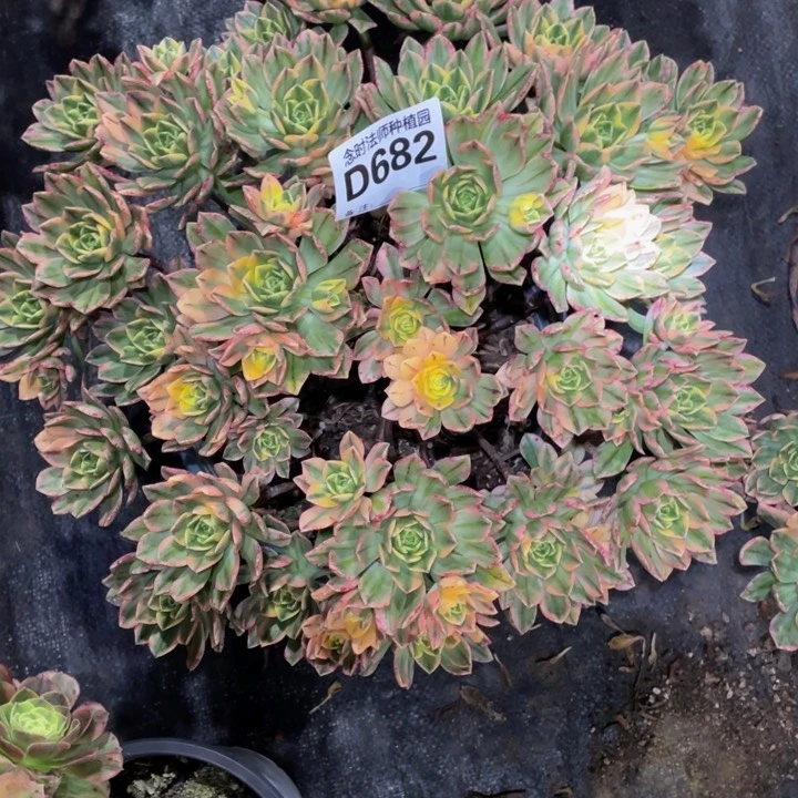 大****号682甜茶111111多肉