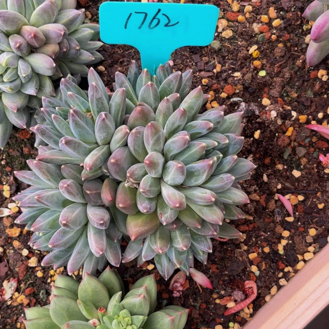 1762号上午多肉植物群生多肉
