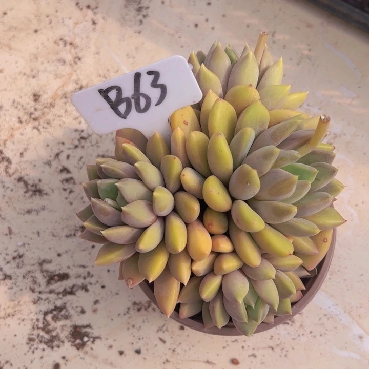 健健康康平平安安