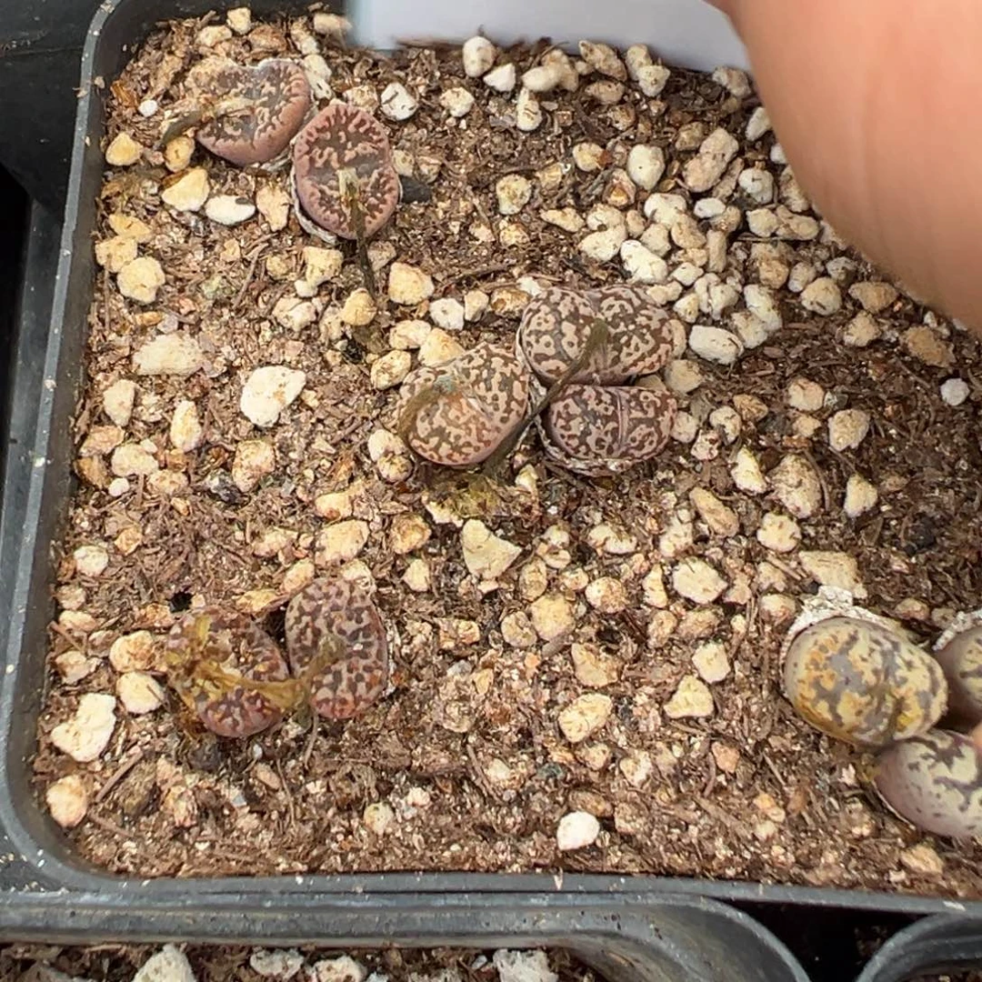 2-163肉锥多肉植物