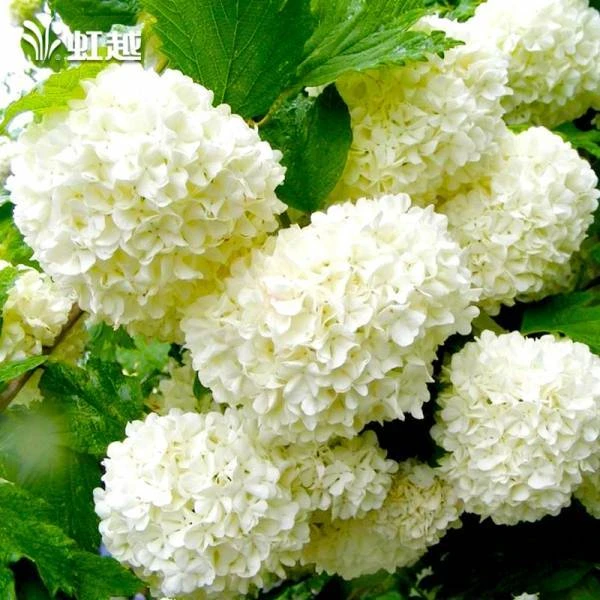 虹越 |“欧洲木绣球”大花易养耐寒爆花花盆栽花园造景花卉