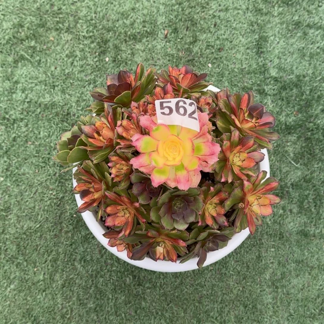 562！龙鳞法师多肉植物