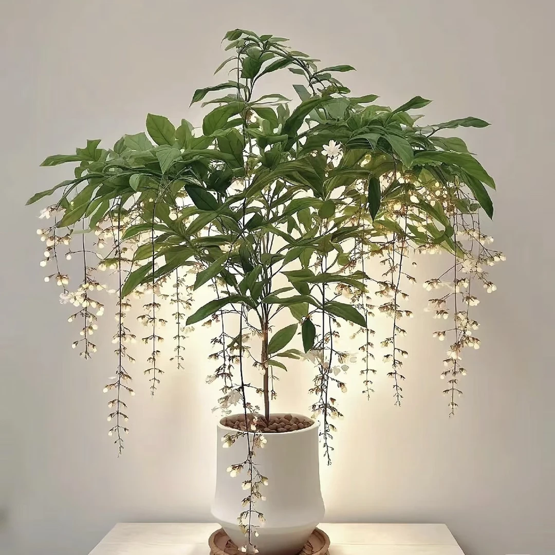 新品垂丝茉莉盆栽带花带苞室内阳台颜值高仙气飘飘花卉带花苞盆栽
