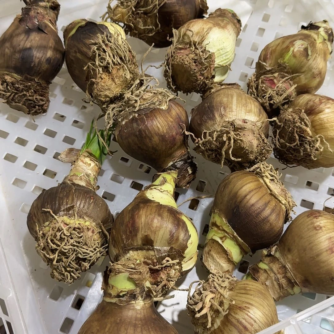 梦露进口球福利球丑球