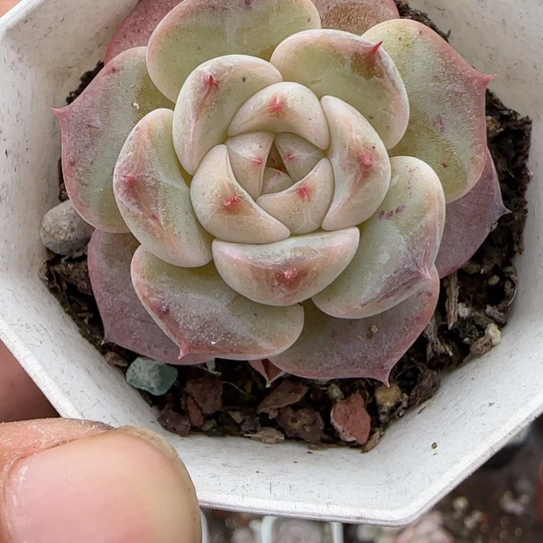 小卡拉米糖心一物一拍