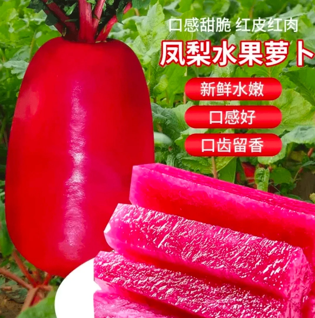凤梨萝卜种子甜脆水果红皮红心萝卜籽阳台盆菜种孑