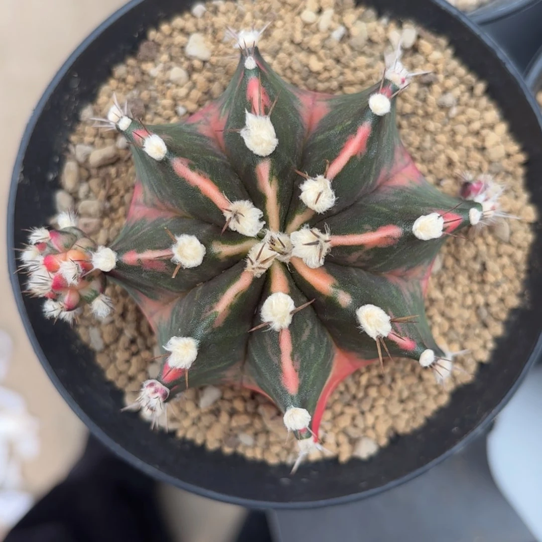 泰系米哈仙人球福利母本