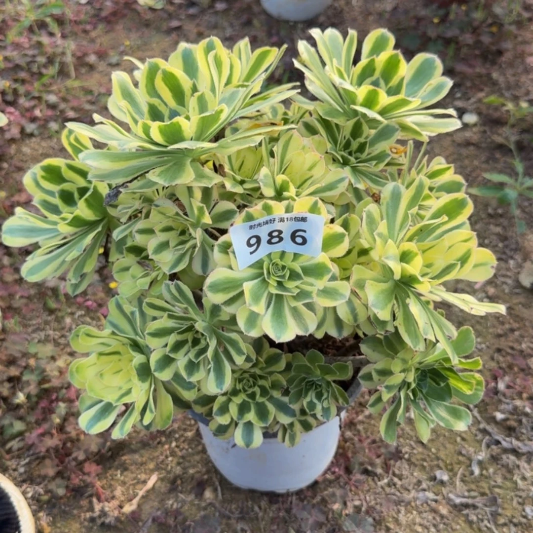 986保时捷。多肉植物