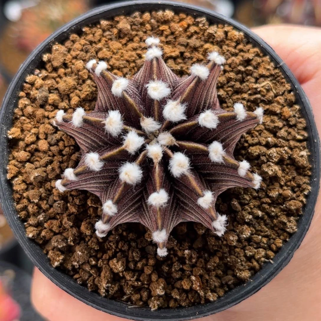 向**生专拍的 大毛 米哈仙人球