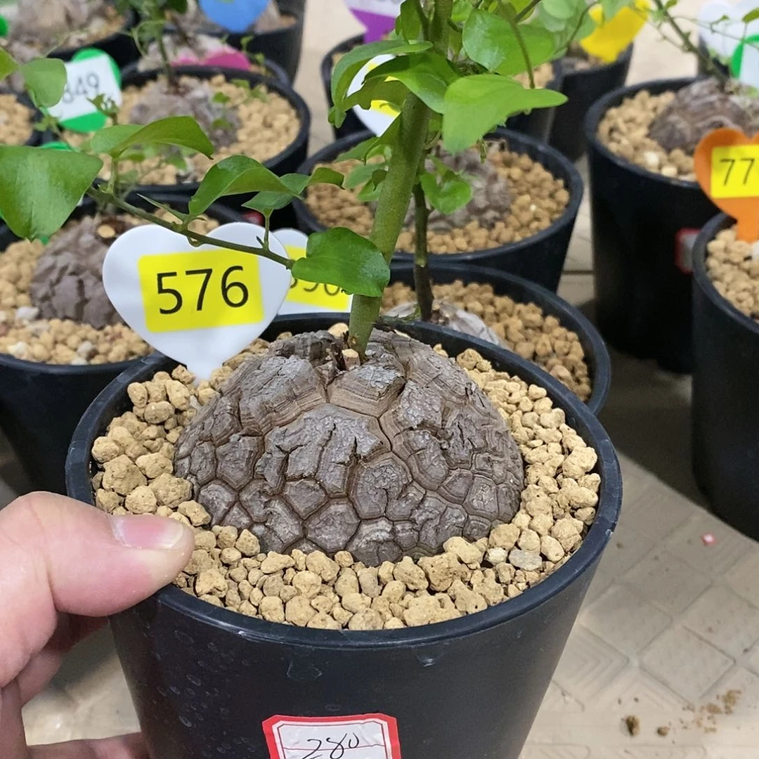 南非龟甲龙龟甲龙