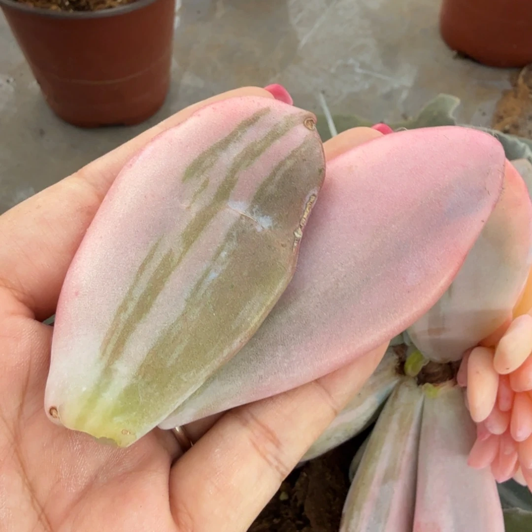 一刻粉兔锦发m一组叶片