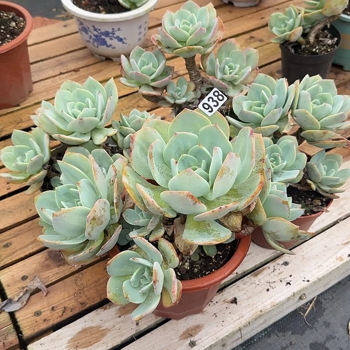 玉*瑚938白凤脱发货不退不换