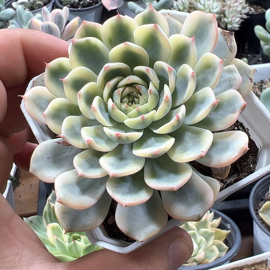 姬莲锦 小方花圃一单包邮非偏远