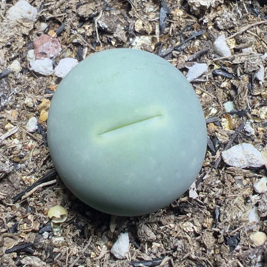 【闪购商品】 046。