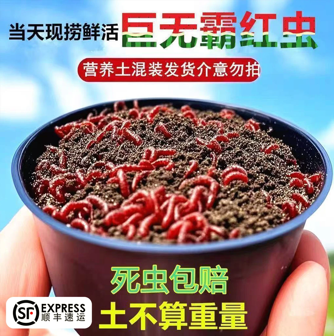【挂钩特大号】顺丰包邮鲜活超大号红虫钓鱼拉饵挂钩饵料适用野鲫鱼