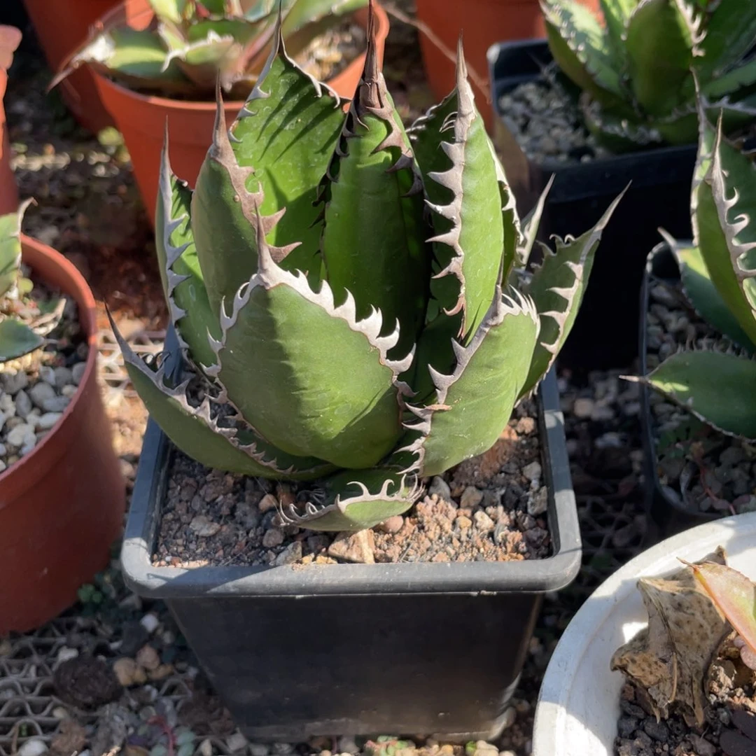 无花朵肌肉霍利达