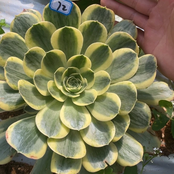 72香炉盘超白锦法师