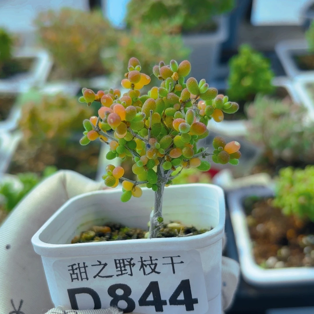 米粒844。