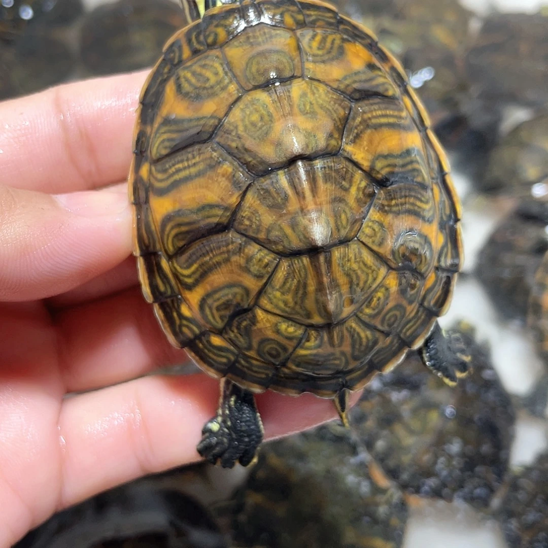 宠物龟不分公母火焰