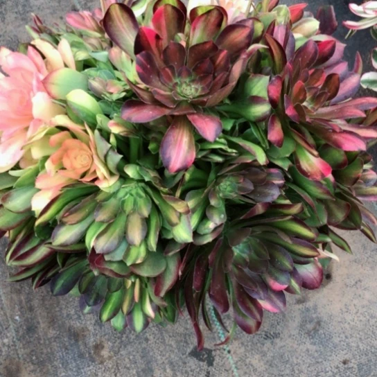 美*70号韶秀七彩法师多肉植物