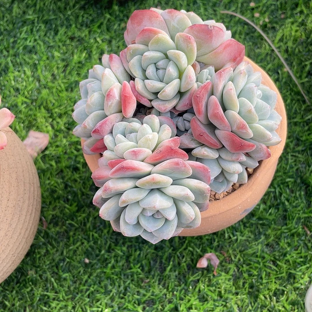 冰玉群生多肉植物一物一拍多肉