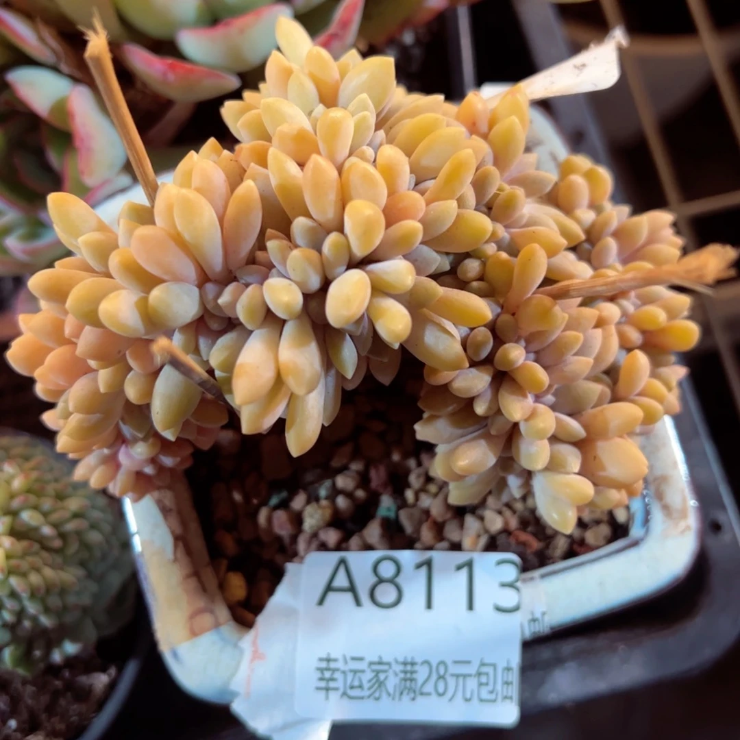 幸运的是我的朋友们都