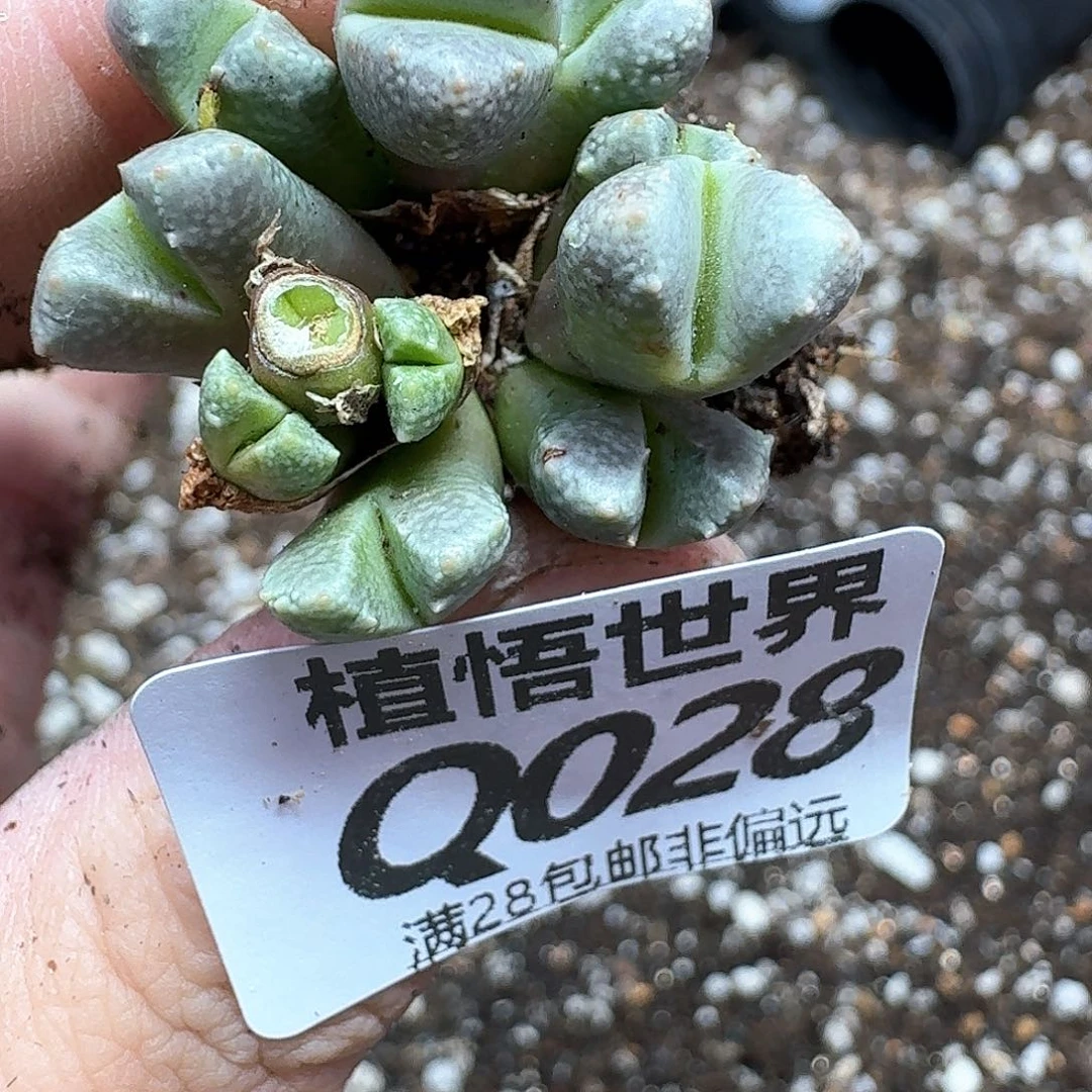 多肉植物的润泽徐