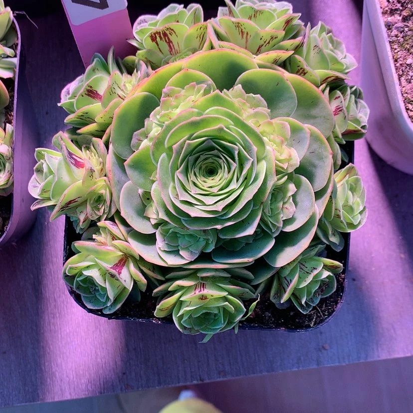 【闪购商品】甜*?花千骨448