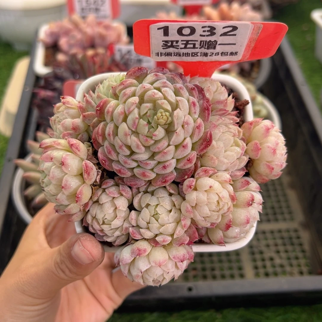 表妹精品多肉1032: