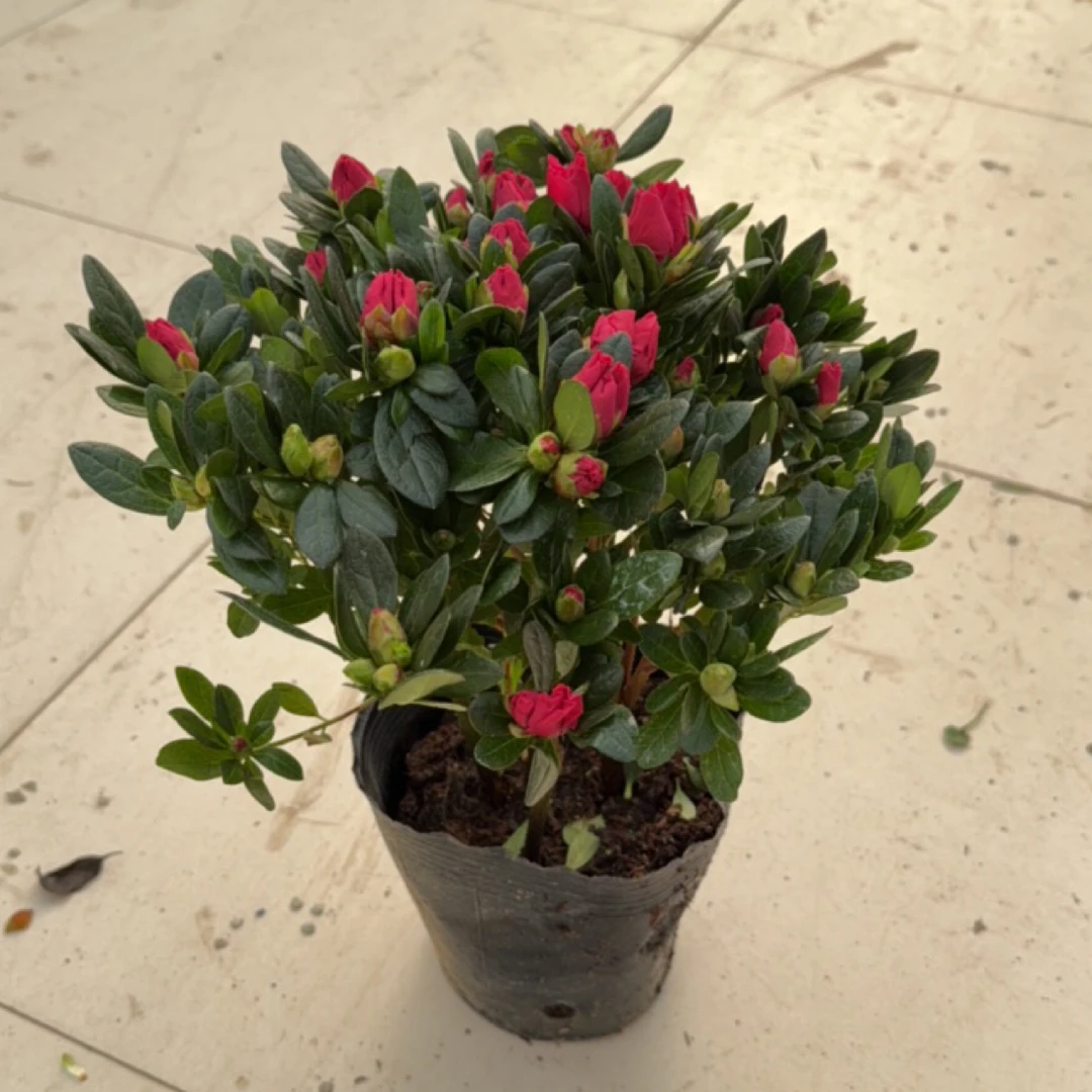 丛生杜鹃花带花苞开花植物