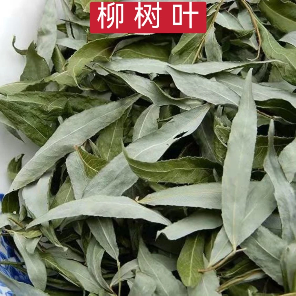 药声录 柳树叶 干柳树叶 柳枝叶子