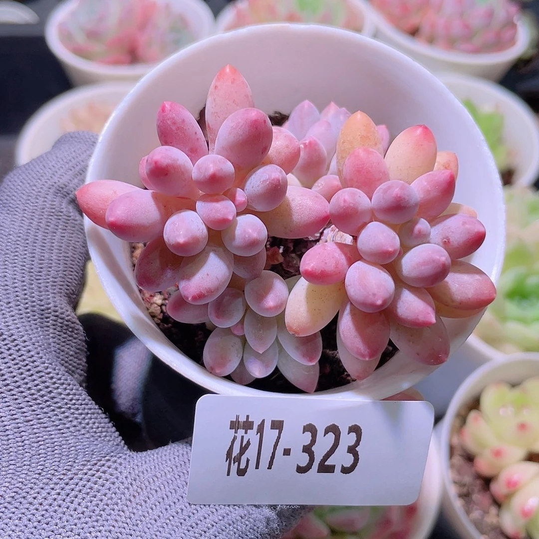 花利美17-323婴儿手指