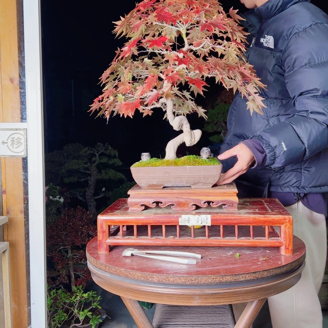 唐***强完全开放进口枫树