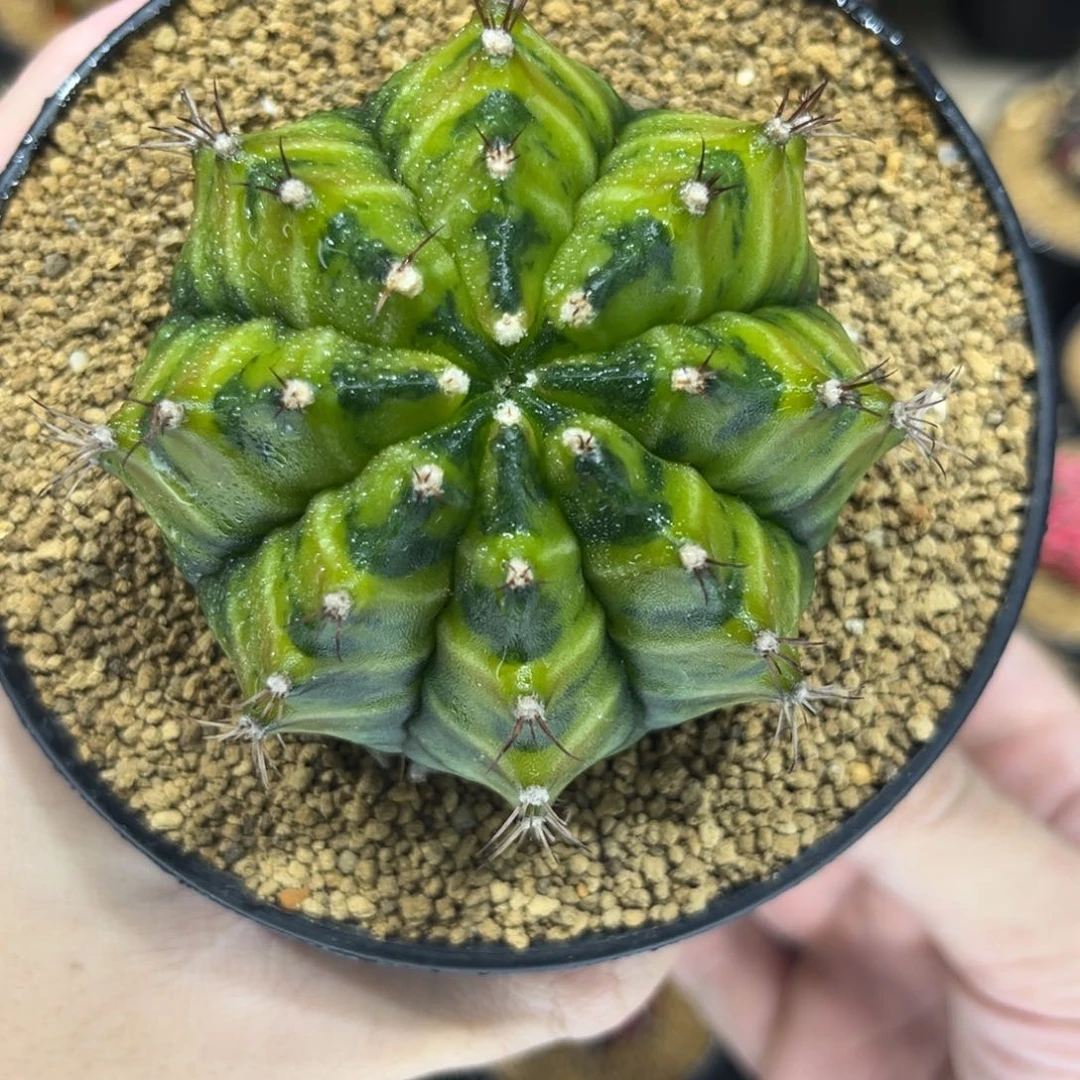 乌贼a实生后代——————