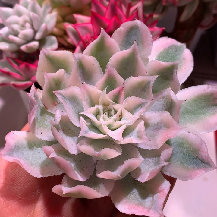 蓝丝绒腹轮锦有根