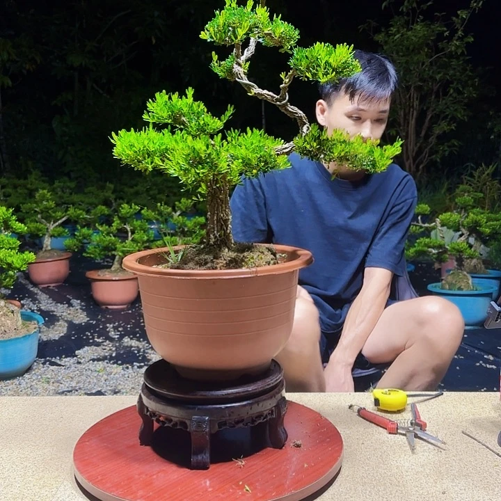 中***1无花朵广东邹皮雀舌黄杨