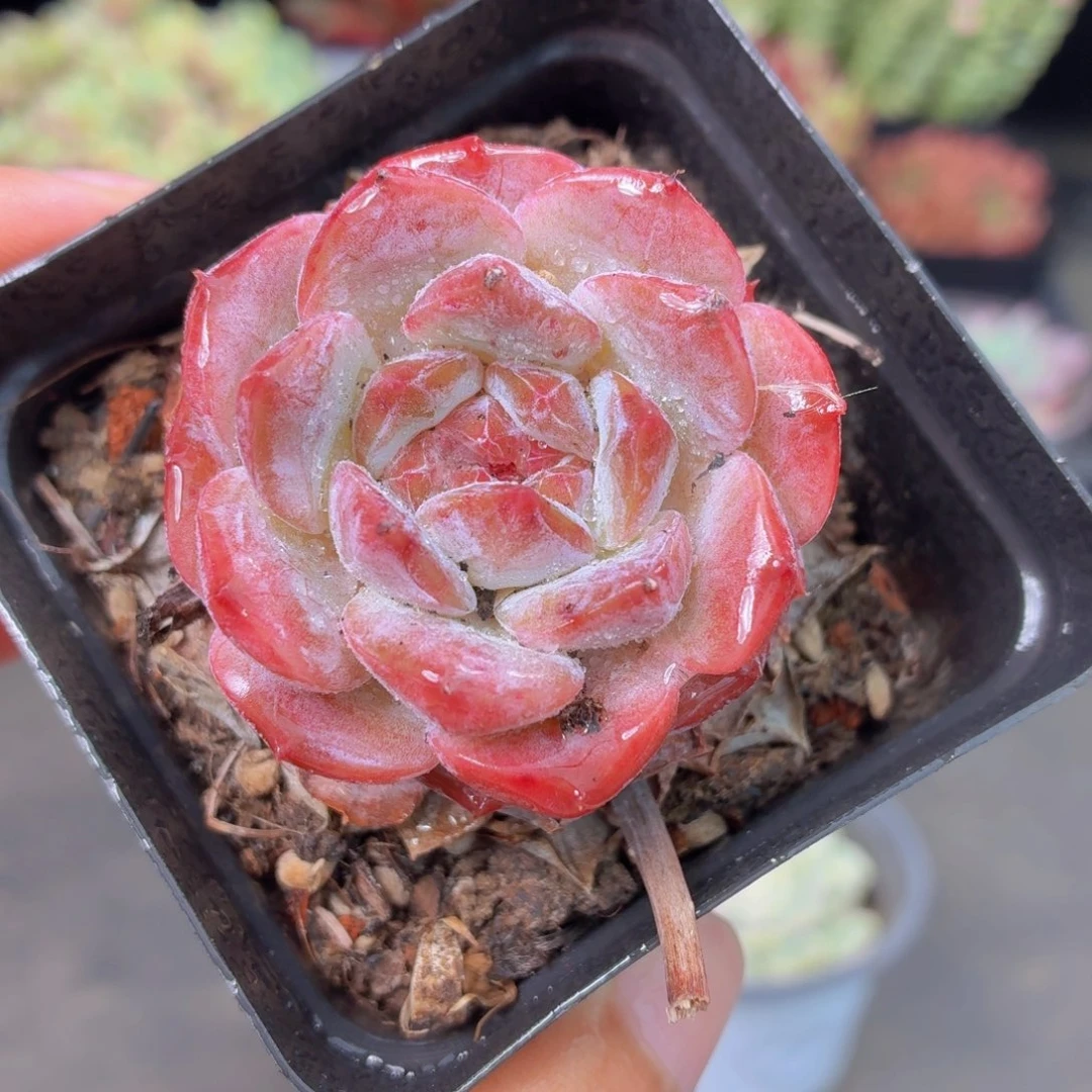 冰糖水晶多肉9.9包邮发货