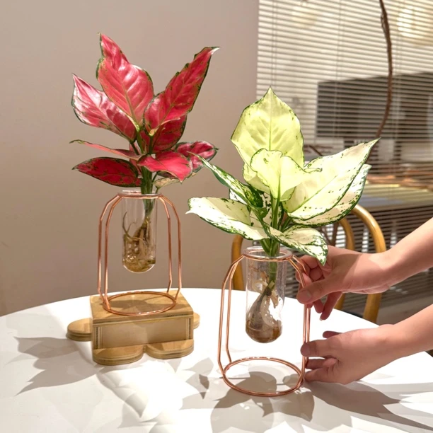 水培吉利红白象竹芋海芋盆栽室内客厅办公室桌面观叶铁艺花卉绿植