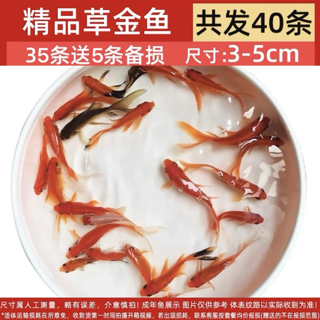 烈焰草金鱼40条草金鱼宠物鱼冷水鱼好养耐活颜色随机金红色为主