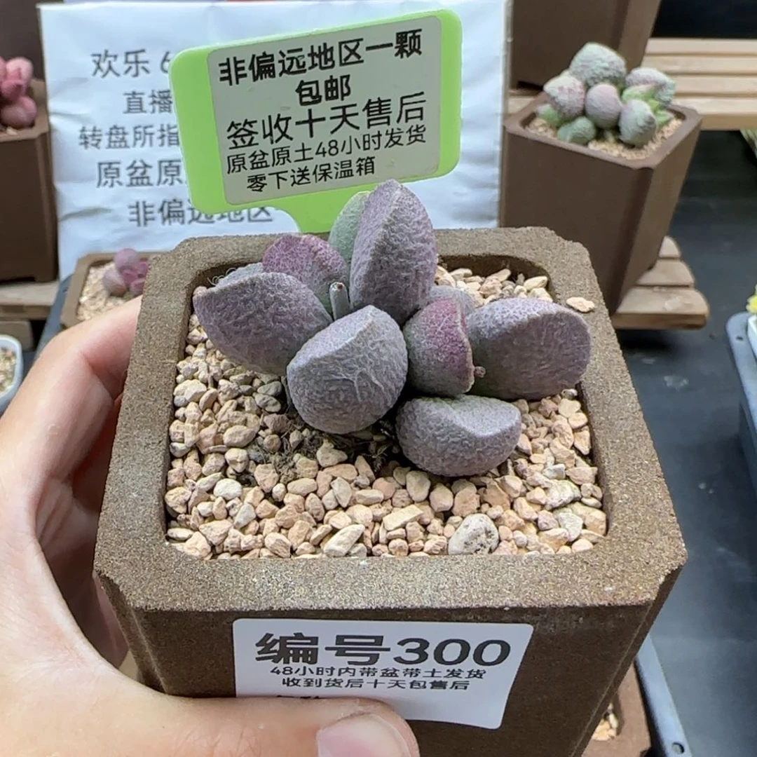 两****苑300哈莫云朵多肉
