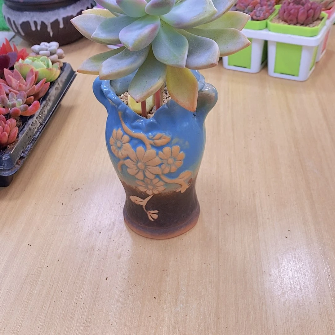 无花朵多肉植物淡雪送白方盆