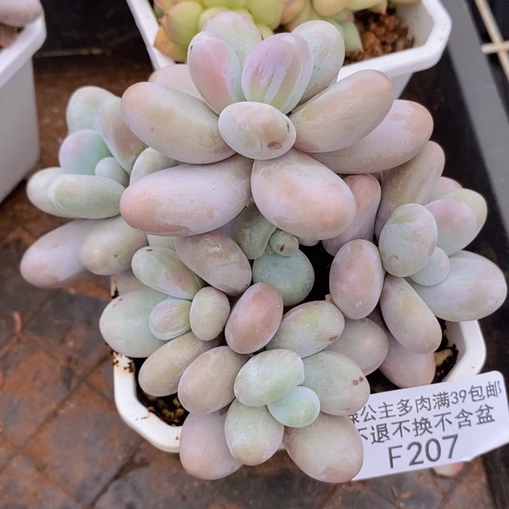 水光针奶酪10cm207多肉植物