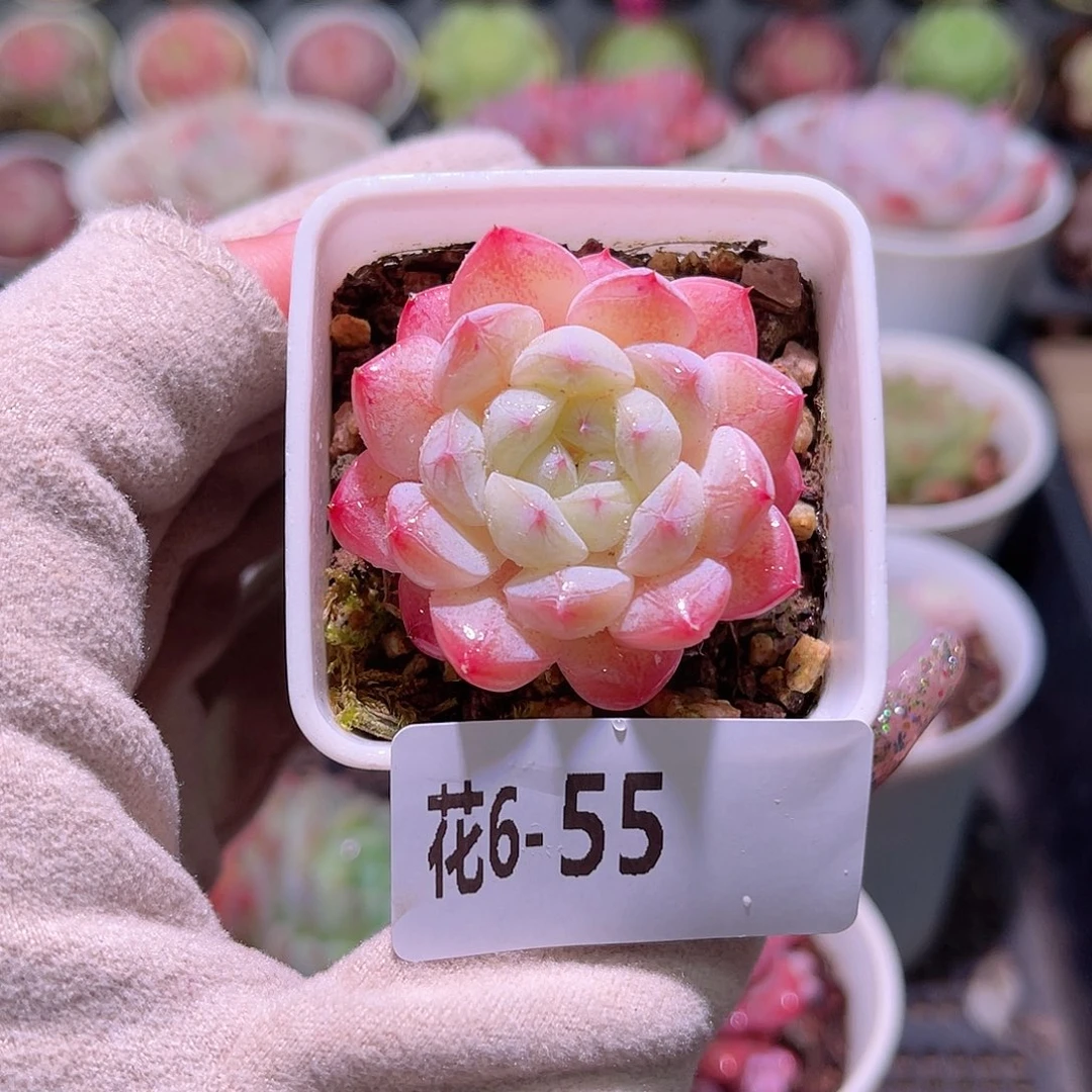 花利美6-55白桃汽水