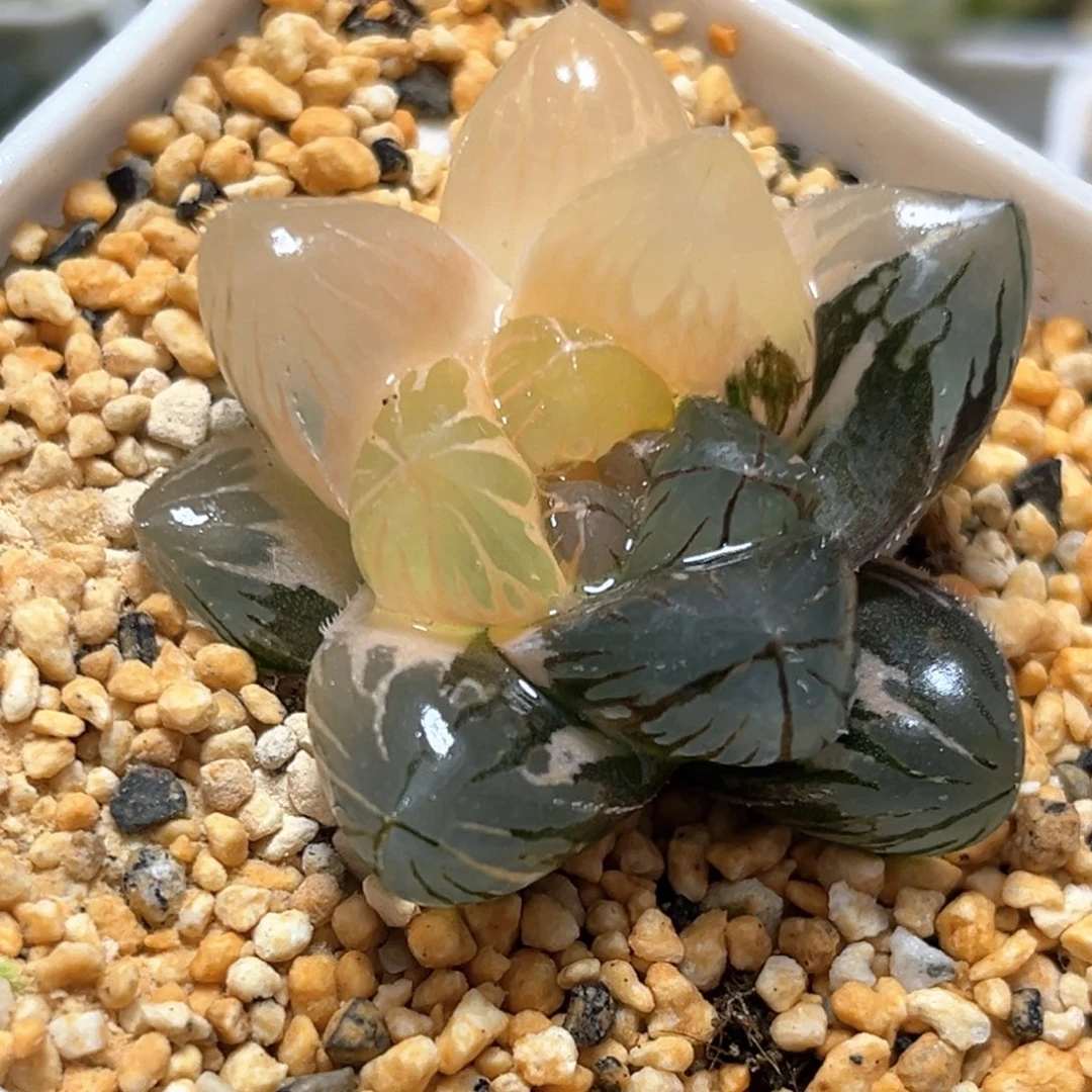 恭喜发财大吉大利0170