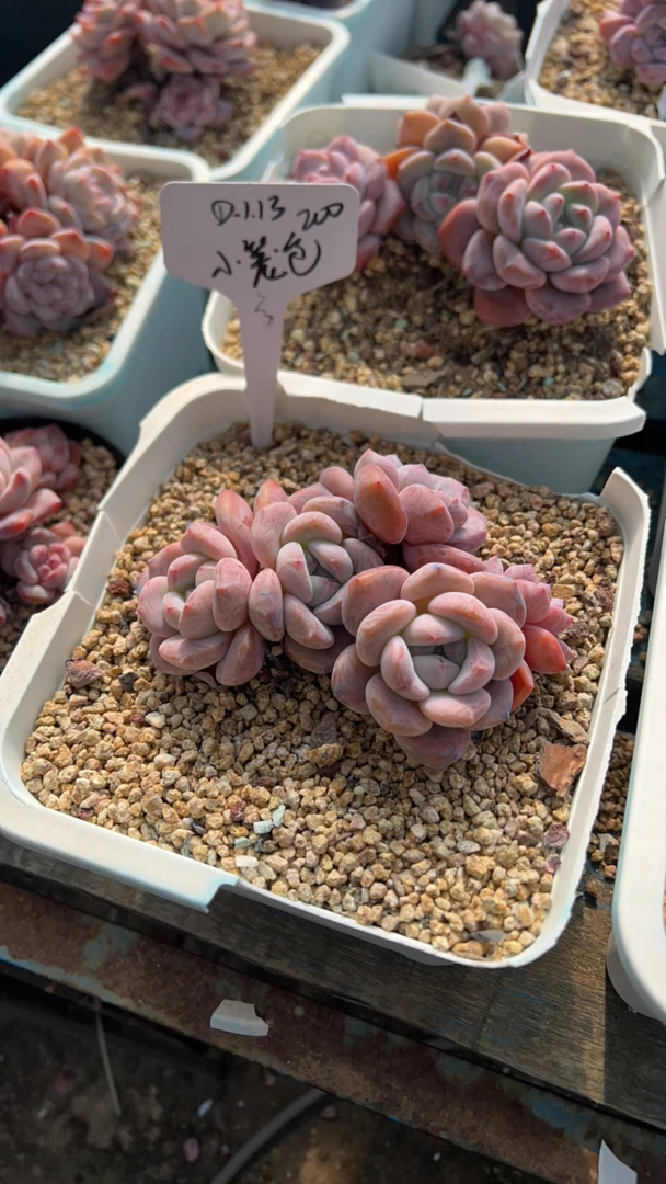 小笼包澳橙多肉植物