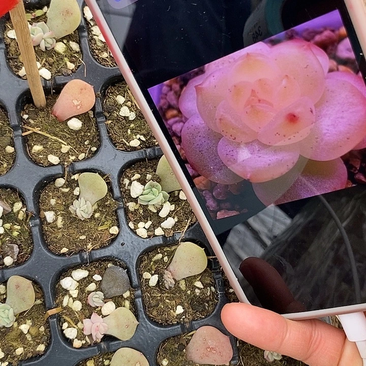 标338若沁芽苗2颗