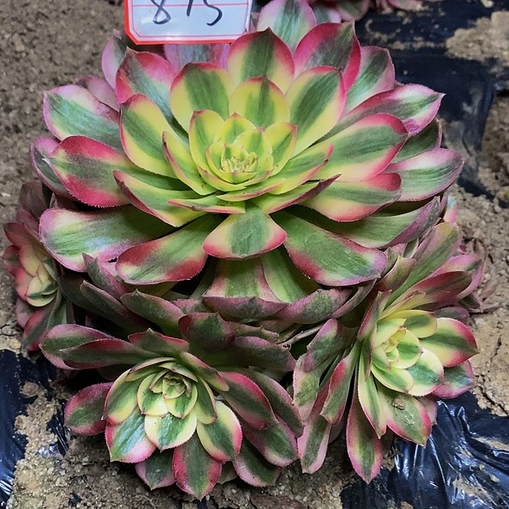 倾城老桩捧花875号