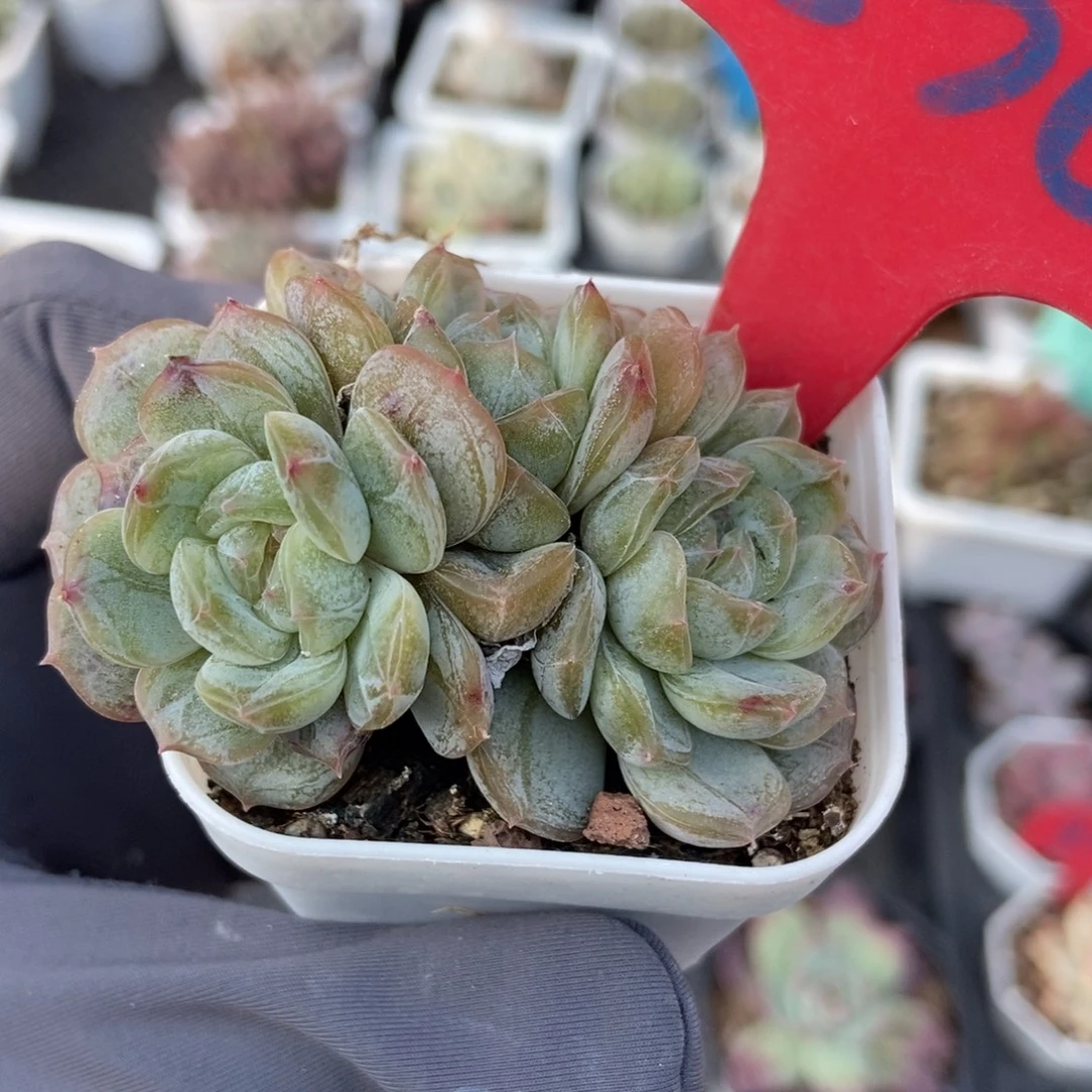 836白恋多肉植物多肉