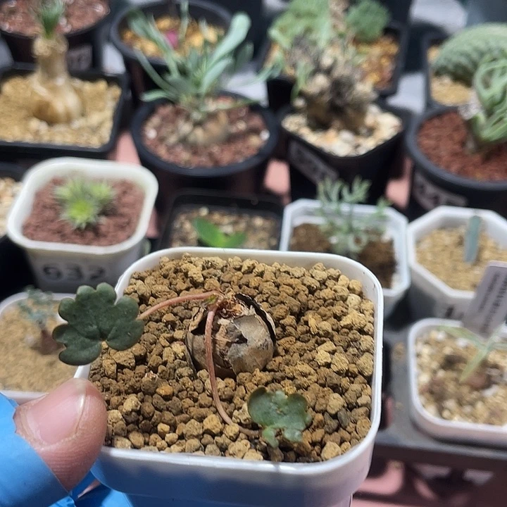 625产地肾叶杨葵块根